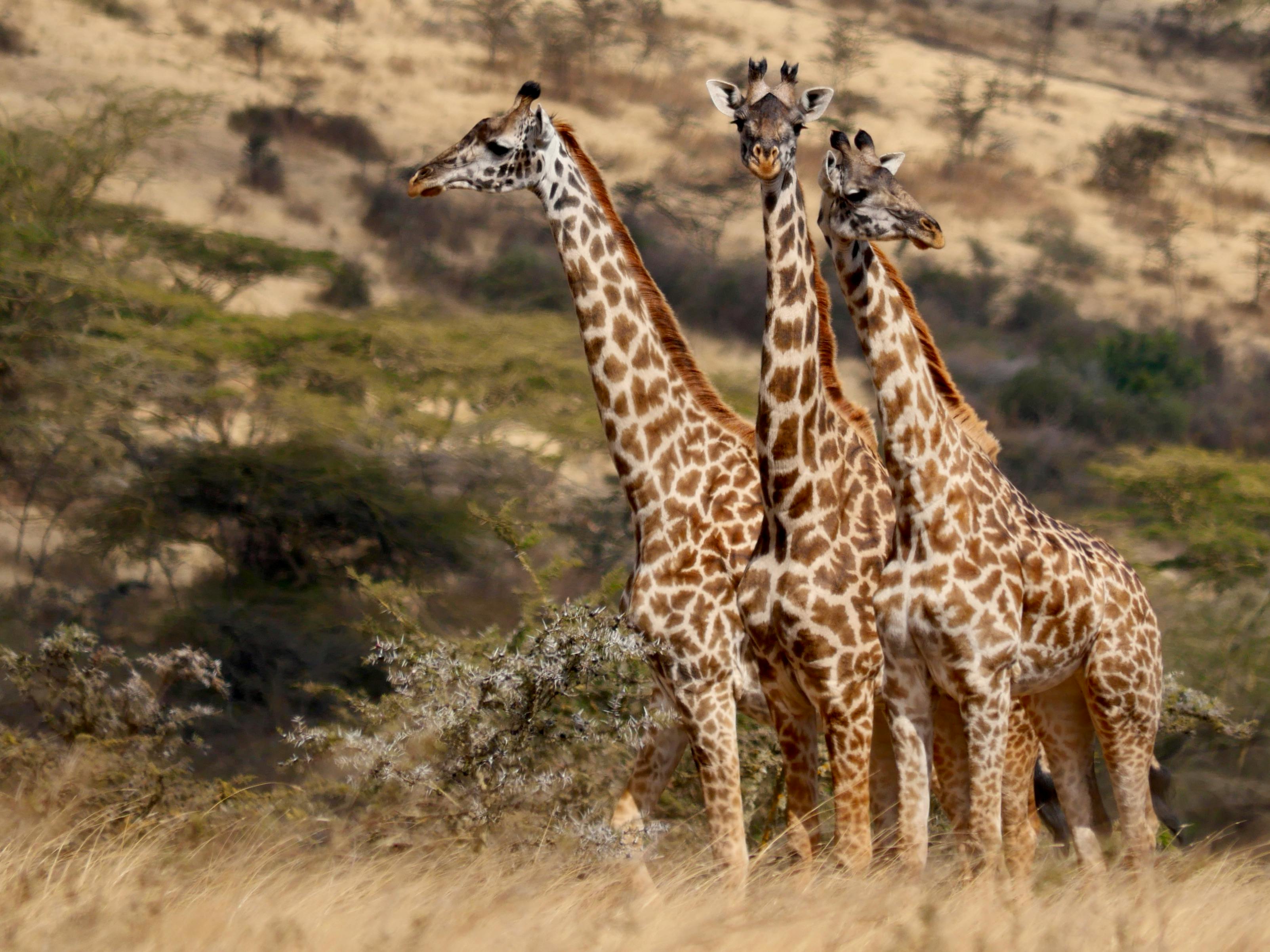 Three giraffes standing close together in the wild African savannah.