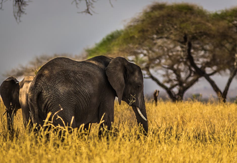 Capture of an elephant grazing in the wild savanna with acacia trees in the background, showcasing nature's beauty.